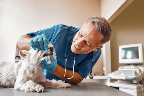 Best Emergency Dental Care for Broken or Chipped Teeth in Turnersville, NJ